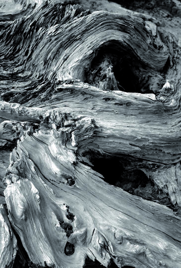 Kauri, New Zealand © Etienne Pierart